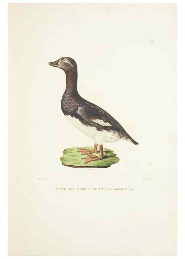 Reproducción/Reproduction 9005741617: Voyage autour du monde :. Paris :Pillet, Aine, Imprimerie royale,1824.