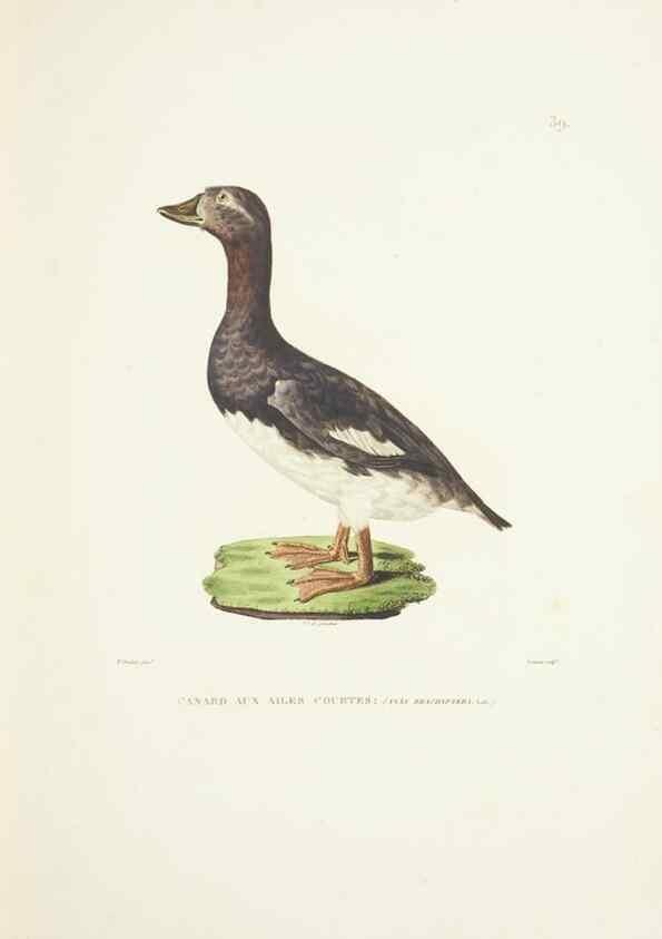 Reproducción/Reproduction 9005741617: Voyage autour du monde :. Paris :Pillet, Aine, Imprimerie royale,1824.