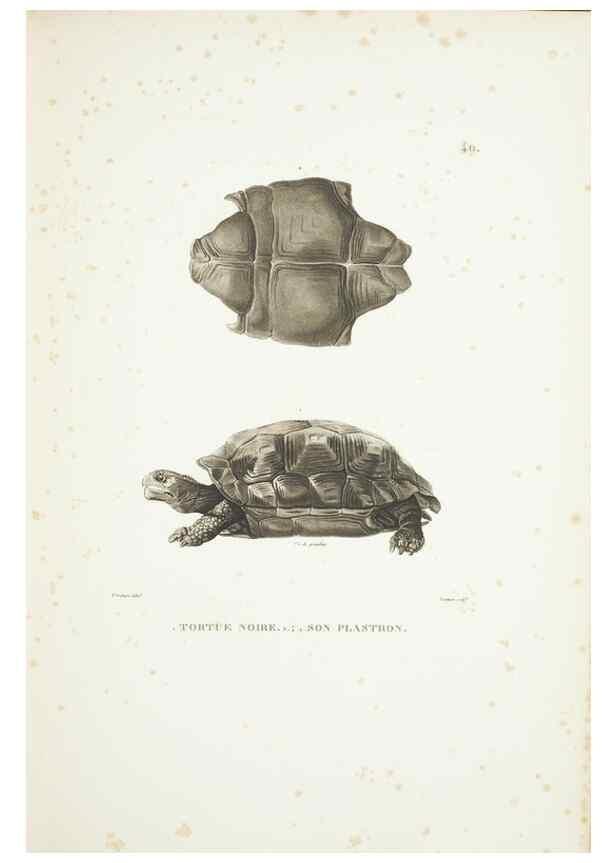 Reproducción/Reproduction 9006923488: Voyage autour du monde :. Paris :Pillet, Aine, Imprimerie royale,1824.