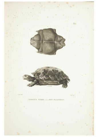 Reproducción/Reproduction 9006923488: Voyage autour du monde :. Paris :Pillet, Aine, Imprimerie royale,1824.