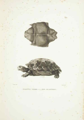 Reproducción/Reproduction 9006923488: Voyage autour du monde :. Paris :Pillet, Aine, Imprimerie royale,1824.