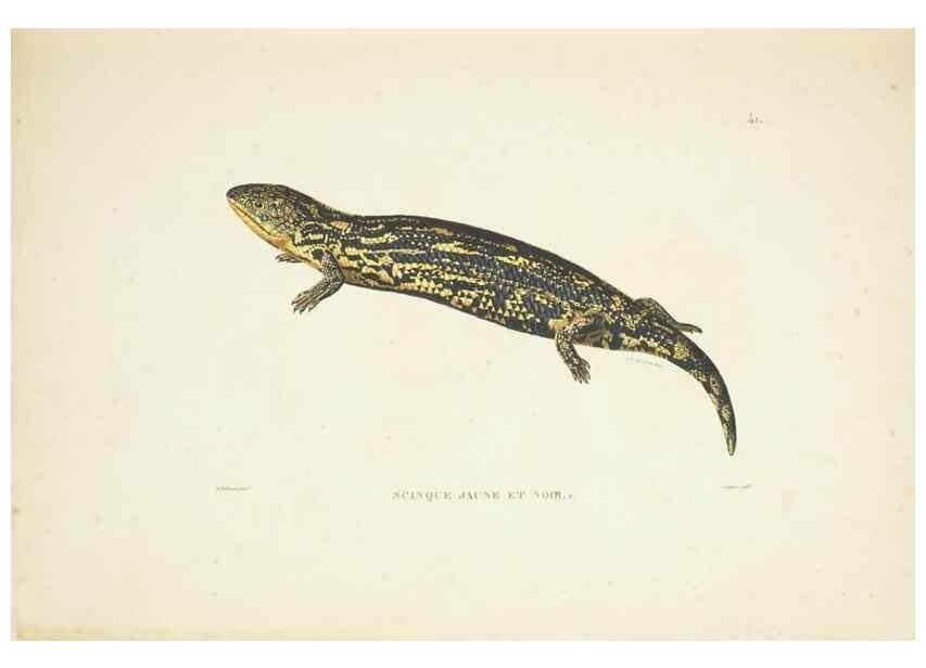 Reproducción/Reproduction 9006924880: Voyage autour du monde :. Paris :Pillet, Aine, Imprimerie royale,1824.