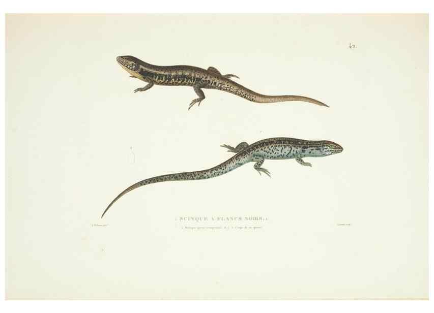 Reproducción/Reproduction 9005745513: Voyage autour du monde :. Paris :Pillet, Aine, Imprimerie royale,1824.