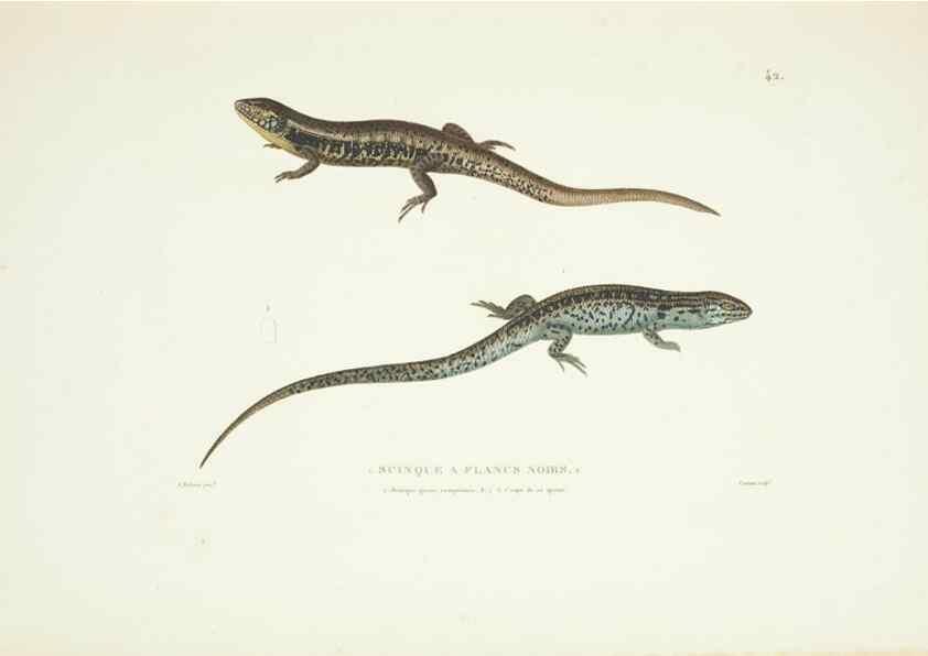 Reproducción/Reproduction 9005745513: Voyage autour du monde :. Paris :Pillet, Aine, Imprimerie royale,1824.