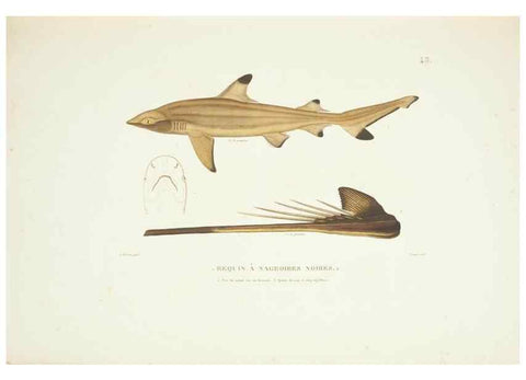 Reproducción/Reproduction 9006927642: Voyage autour du monde :. Paris :Pillet, Aine, Imprimerie royale,1824.