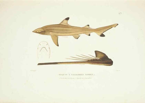 Reproducción/Reproduction 9006927642: Voyage autour du monde :. Paris :Pillet, Aine, Imprimerie royale,1824.