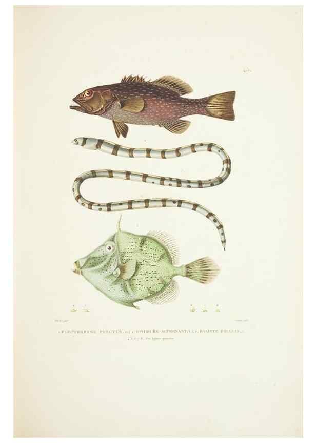 Reproducción/Reproduction 9005748687: Voyage autour du monde :. Paris :Pillet, Aine, Imprimerie royale,1824.