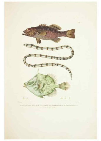 Reproducción/Reproduction 9005748687: Voyage autour du monde :. Paris :Pillet, Aine, Imprimerie royale,1824.