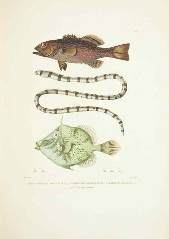 Reproducción/Reproduction 9005748687: Voyage autour du monde :. Paris :Pillet, Aine, Imprimerie royale,1824.