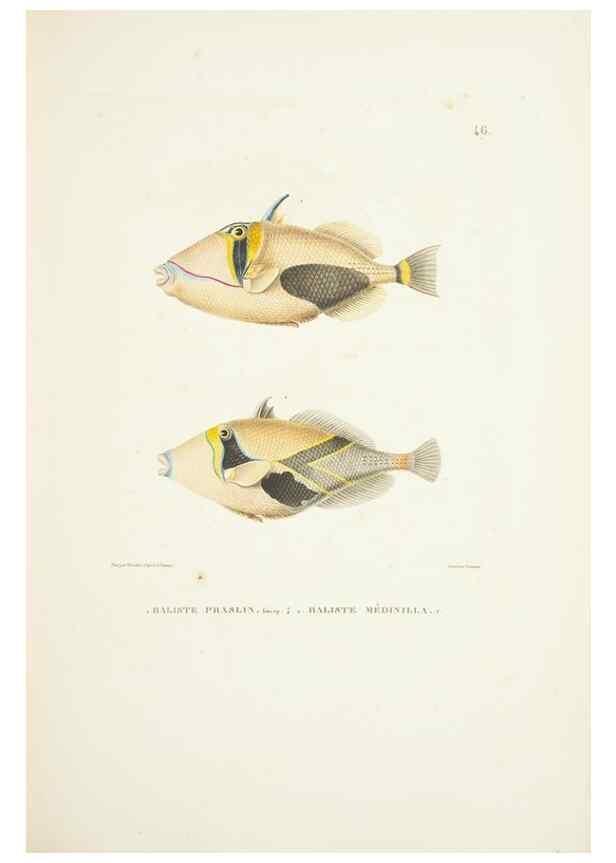 Reproducción/Reproduction 9006930804: Voyage autour du monde :. Paris :Pillet, Aine, Imprimerie royale,1824.
