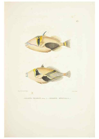 Reproducción/Reproduction 9006930804: Voyage autour du monde :. Paris :Pillet, Aine, Imprimerie royale,1824.