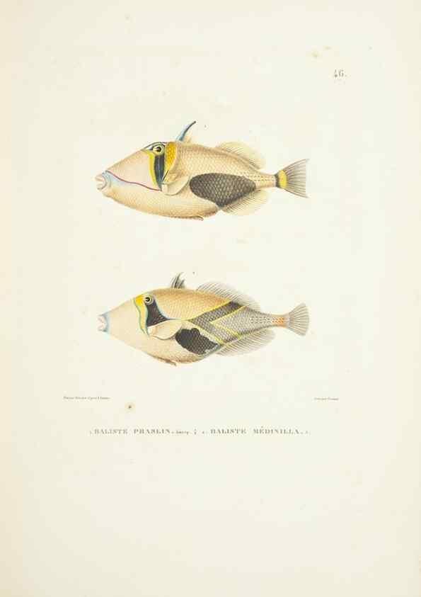Reproducción/Reproduction 9006930804: Voyage autour du monde :. Paris :Pillet, Aine, Imprimerie royale,1824.