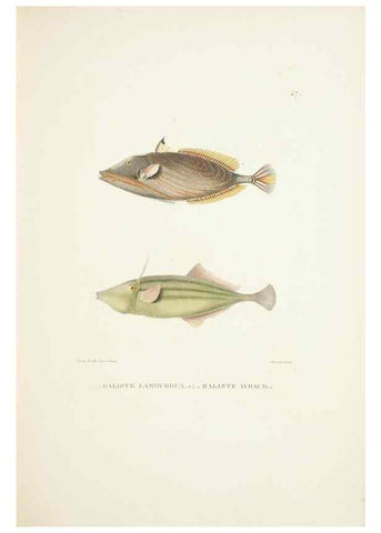 Reproducción/Reproduction 9006932140: Voyage autour du monde :. Paris :Pillet, Aine, Imprimerie royale,1824.