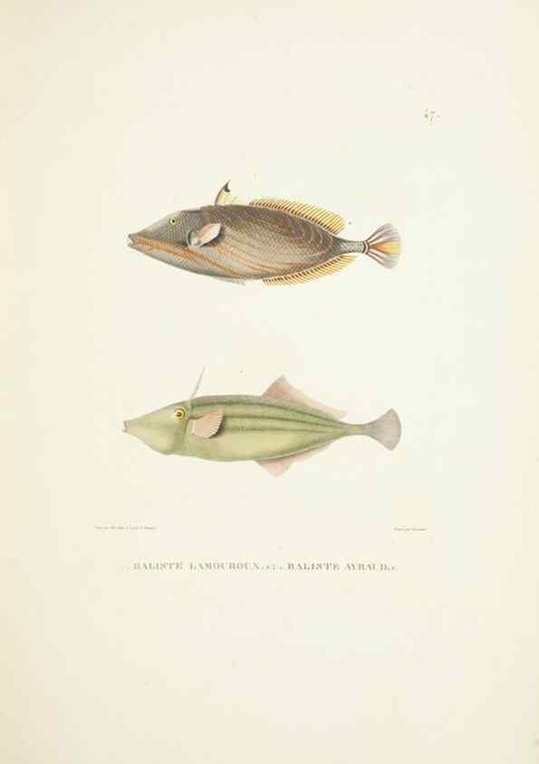 Reproducción/Reproduction 9006932140: Voyage autour du monde :. Paris :Pillet, Aine, Imprimerie royale,1824.