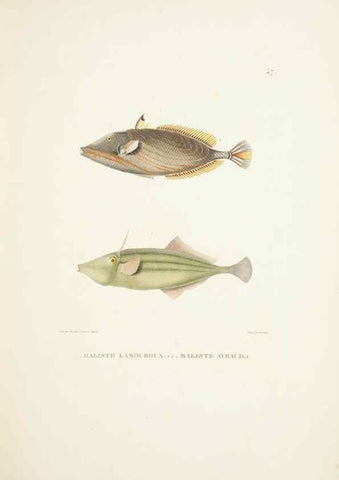 Reproducción/Reproduction 9006932140: Voyage autour du monde :. Paris :Pillet, Aine, Imprimerie royale,1824.