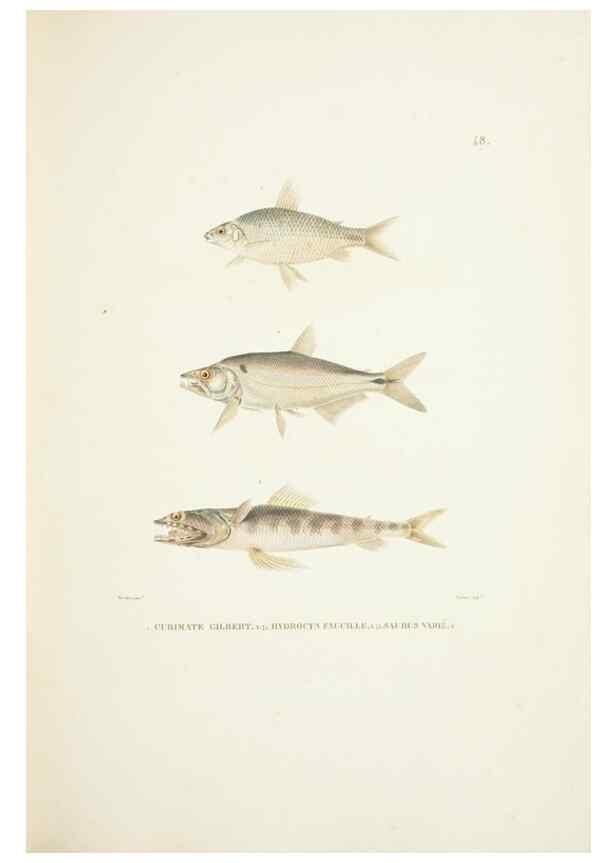 Reproducción/Reproduction 9006933402: Voyage autour du monde :. Paris :Pillet, Aine, Imprimerie royale,1824.