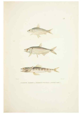 Reproducción/Reproduction 9006933402: Voyage autour du monde :. Paris :Pillet, Aine, Imprimerie royale,1824.
