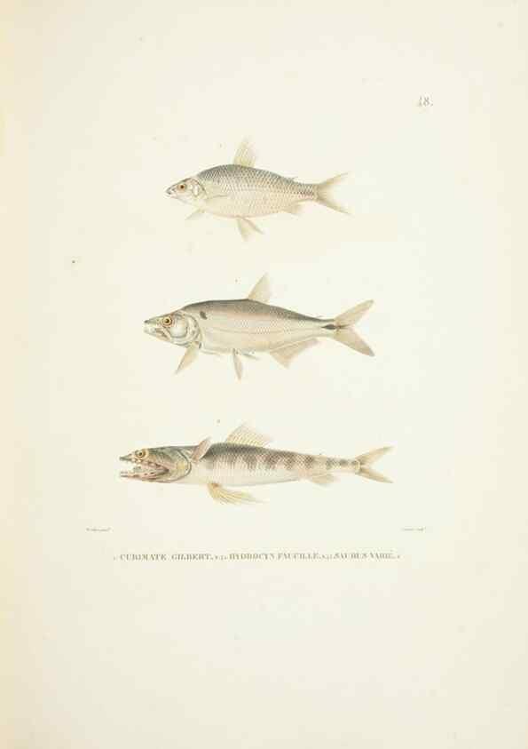 Reproducción/Reproduction 9006933402: Voyage autour du monde :. Paris :Pillet, Aine, Imprimerie royale,1824.