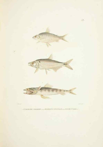 Reproducción/Reproduction 9006933402: Voyage autour du monde :. Paris :Pillet, Aine, Imprimerie royale,1824.