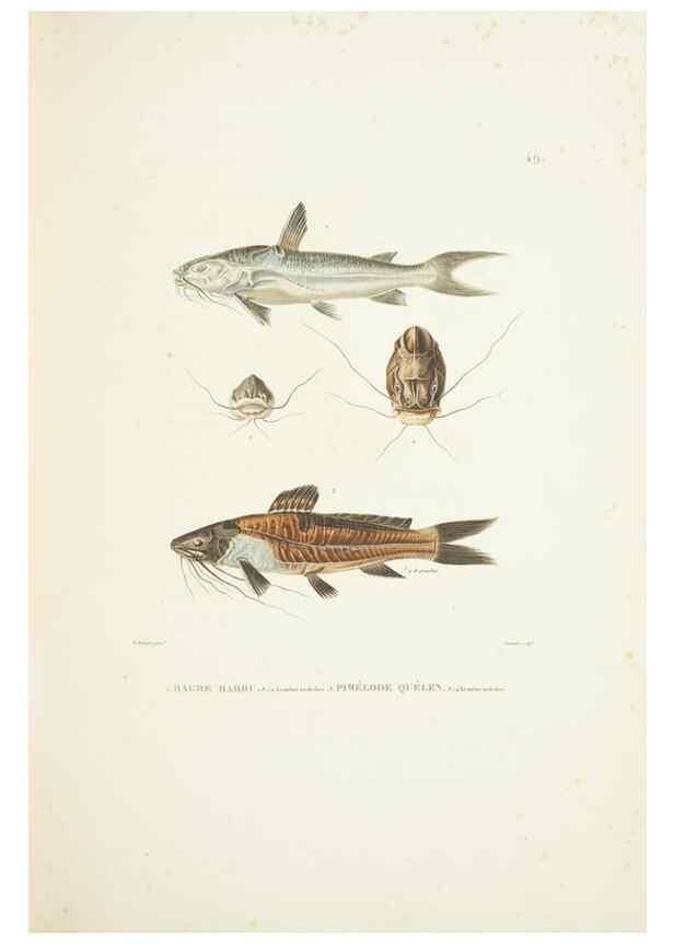 Reproducción/Reproduction 9005754029: Voyage autour du monde :. Paris :Pillet, Aine, Imprimerie royale,1824.