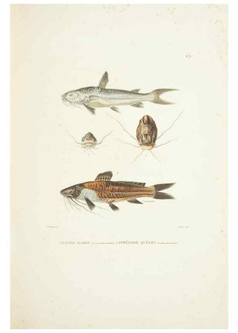 Reproducción/Reproduction 9005754029: Voyage autour du monde :. Paris :Pillet, Aine, Imprimerie royale,1824.
