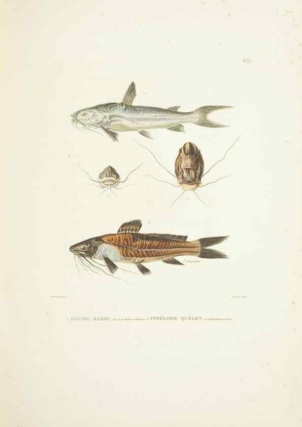 Reproducción/Reproduction 9005754029: Voyage autour du monde :. Paris :Pillet, Aine, Imprimerie royale,1824.