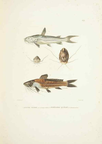 Reproducción/Reproduction 9005754029: Voyage autour du monde :. Paris :Pillet, Aine, Imprimerie royale,1824.