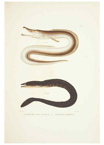 Reproducción/Reproduction 9006936346: Voyage autour du monde :. Paris :Pillet, Aine, Imprimerie royale,1824.