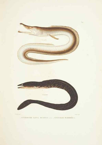 Reproducción/Reproduction 9006936346: Voyage autour du monde :. Paris :Pillet, Aine, Imprimerie royale,1824.
