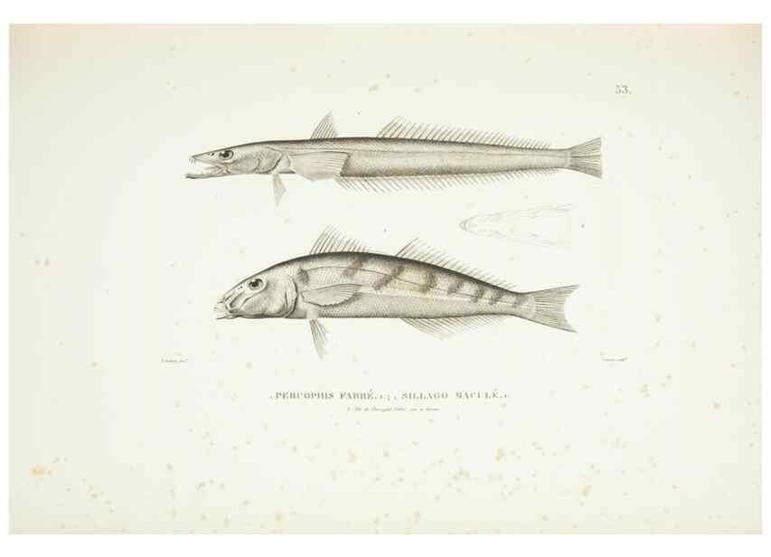 Reproducción/Reproduction 9006938032: Voyage autour du monde :. Paris :Pillet, Aine, Imprimerie royale,1824.