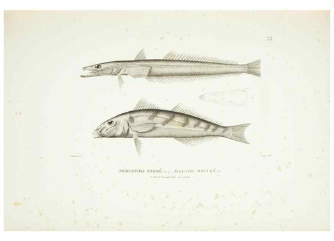 Reproducción/Reproduction 9006938032: Voyage autour du monde :. Paris :Pillet, Aine, Imprimerie royale,1824.