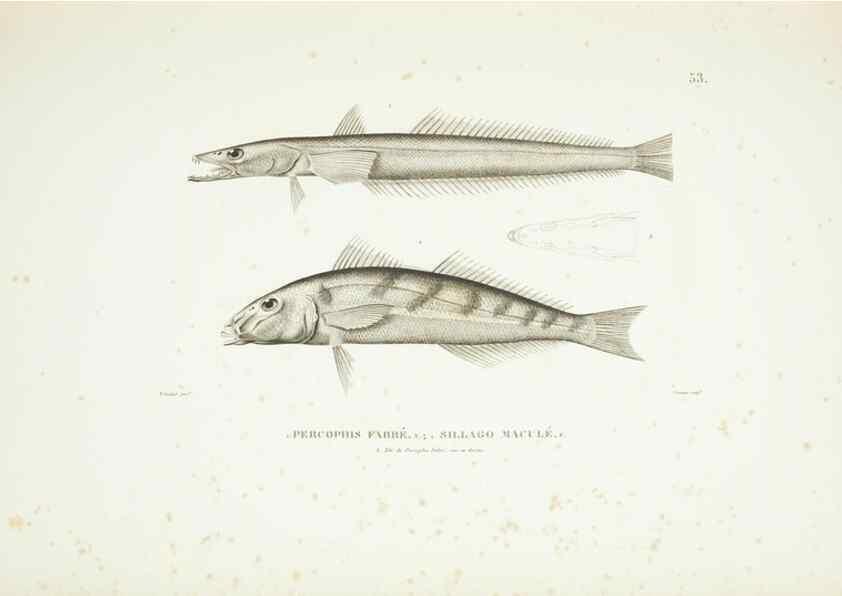Reproducción/Reproduction 9006938032: Voyage autour du monde :. Paris :Pillet, Aine, Imprimerie royale,1824.