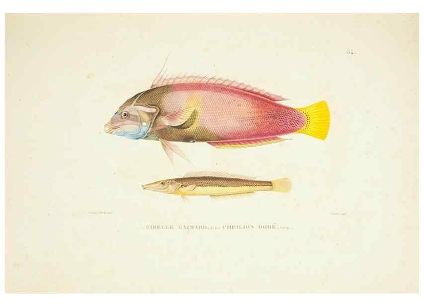 Reproducción/Reproduction 9005758707: Voyage autour du monde :. Paris :Pillet, Aine, Imprimerie royale,1824.