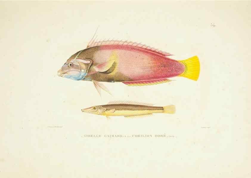 Reproducción/Reproduction 9005758707: Voyage autour du monde :. Paris :Pillet, Aine, Imprimerie royale,1824.