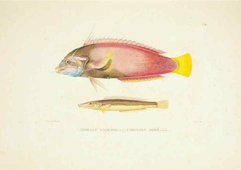 Reproducción/Reproduction 9005758707: Voyage autour du monde :. Paris :Pillet, Aine, Imprimerie royale,1824.