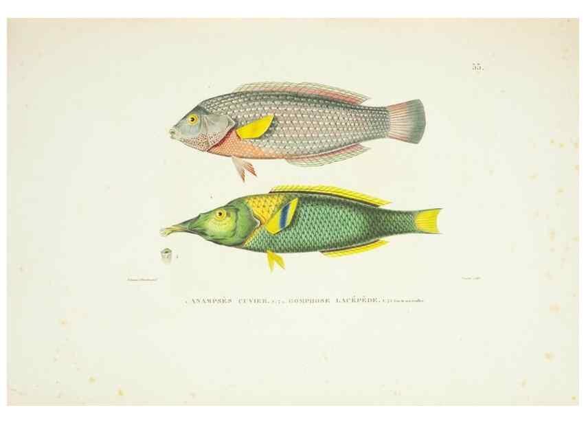 Reproducción/Reproduction 9006941100: Voyage autour du monde :. Paris :Pillet, Aine, Imprimerie royale,1824.
