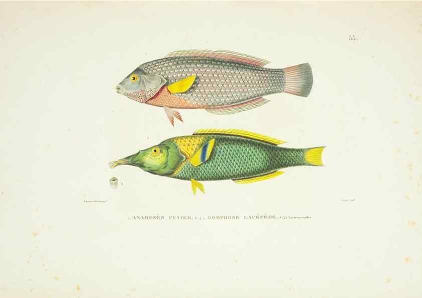 Reproducción/Reproduction 9006941100: Voyage autour du monde :. Paris :Pillet, Aine, Imprimerie royale,1824.