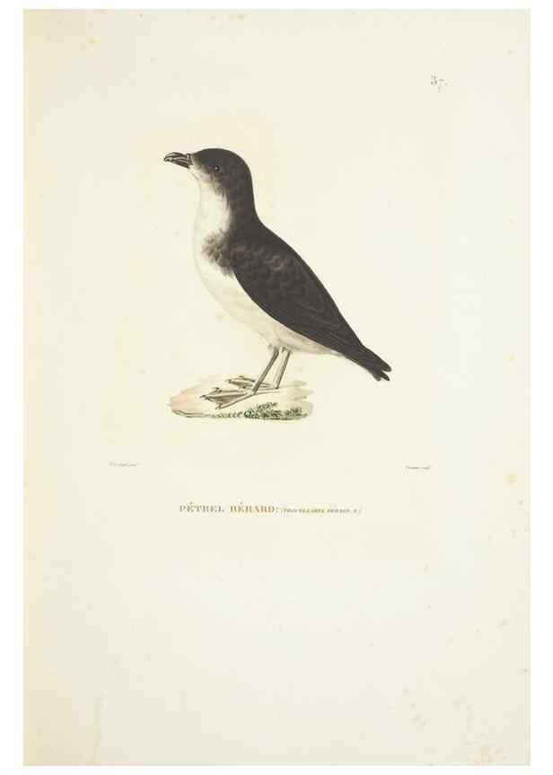 Reproducción/Reproduction 9005738537: Voyage autour du monde :. Paris :Pillet, Aine, Imprimerie royale,1824.