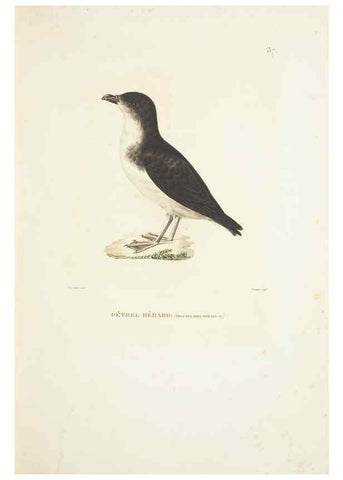 Reproducción/Reproduction 9005738537: Voyage autour du monde :. Paris :Pillet, Aine, Imprimerie royale,1824.