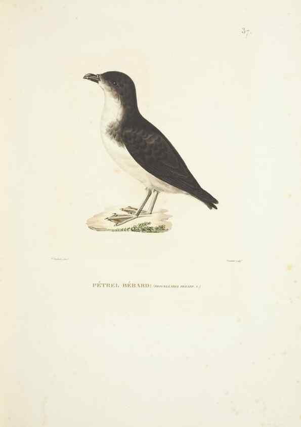 Reproducción/Reproduction 9005738537: Voyage autour du monde :. Paris :Pillet, Aine, Imprimerie royale,1824.