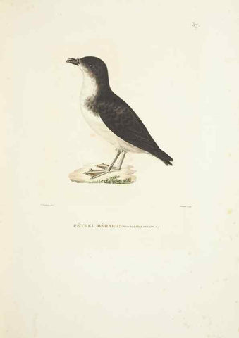 Reproducción/Reproduction 9005738537: Voyage autour du monde :. Paris :Pillet, Aine, Imprimerie royale,1824.