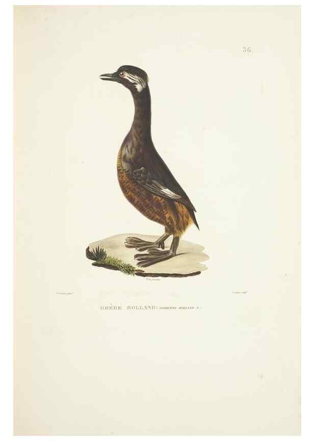 Reproducción/Reproduction 9006917860: Voyage autour du monde :. Paris :Pillet, Aine, Imprimerie royale,1824.