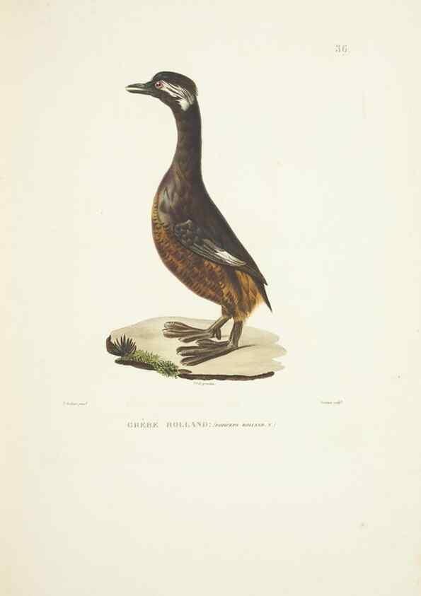 Reproducción/Reproduction 9006917860: Voyage autour du monde :. Paris :Pillet, Aine, Imprimerie royale,1824.