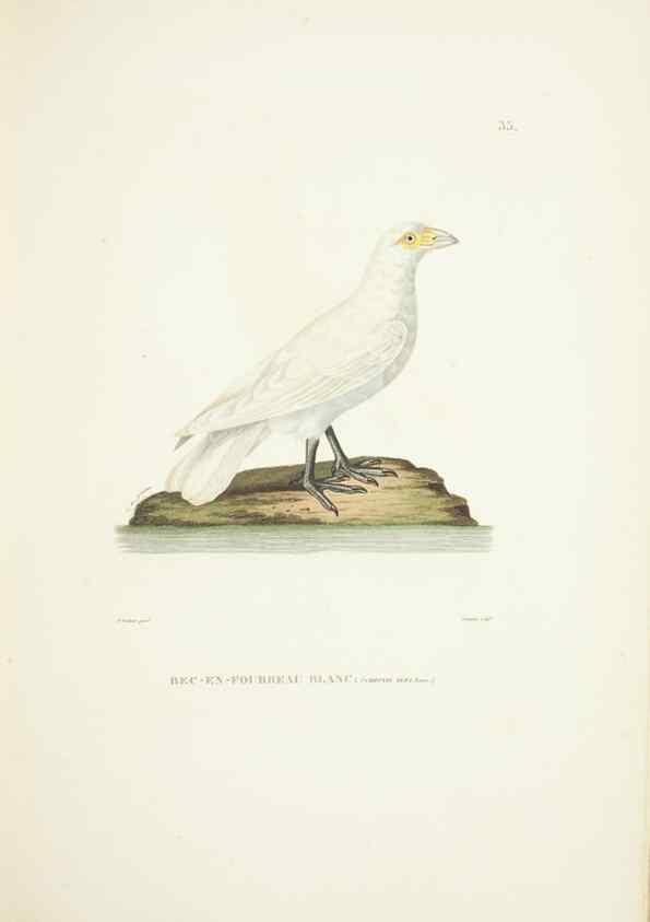Reproducción/Reproduction 9006916584: Voyage autour du monde :. Paris :Pillet, Aine, Imprimerie royale,1824.