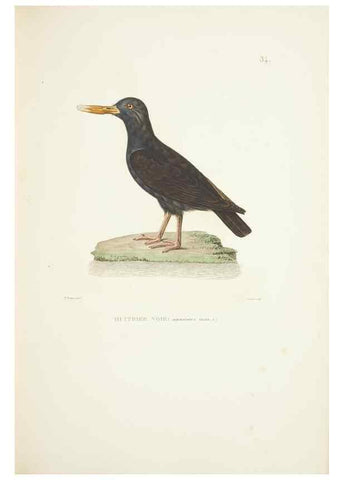 Reproducción/Reproduction 9005734647: Voyage autour du monde :. Paris :Pillet, Aine, Imprimerie royale,1824.