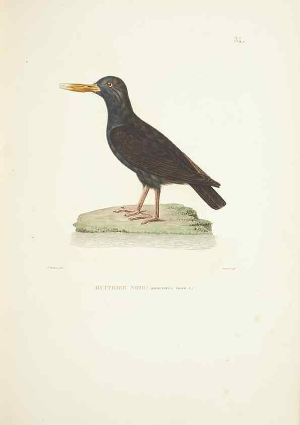 Reproducción/Reproduction 9005734647: Voyage autour du monde :. Paris :Pillet, Aine, Imprimerie royale,1824.