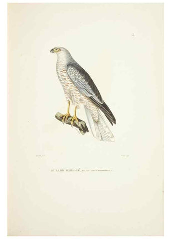 Reproducción/Reproduction 9005712611: Voyage autour du monde :. Paris :Pillet, Aine, Imprimerie royale,1824.