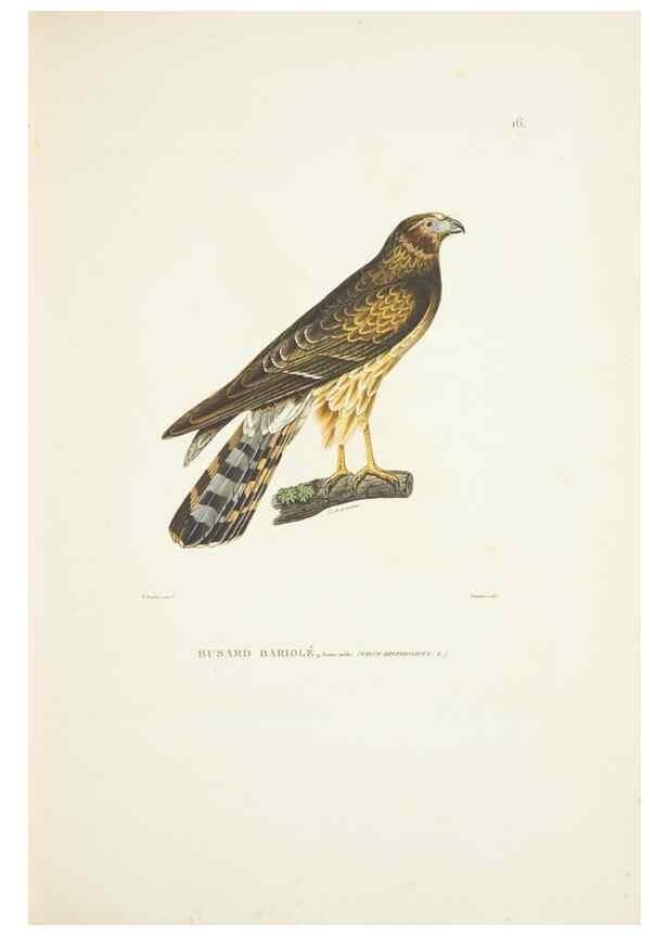 Reproducción/Reproduction 9005714001: Voyage autour du monde :. Paris :Pillet, Aine, Imprimerie royale,1824.