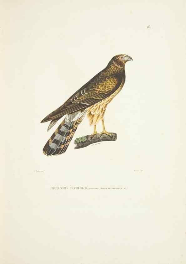 Reproducción/Reproduction 9005714001: Voyage autour du monde :. Paris :Pillet, Aine, Imprimerie royale,1824.