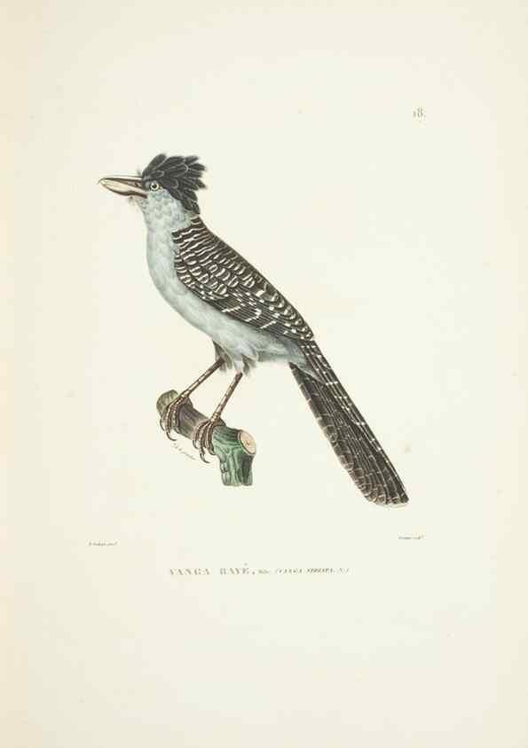 Reproducción/Reproduction 9005715569: Voyage autour du monde :. Paris :Pillet, Aine, Imprimerie royale,1824.